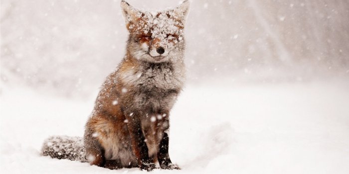 1920x1080 Fox snow snow winter nature animals foxes wallpaper | 1920x1080 | 620710 |  WallpaperUP