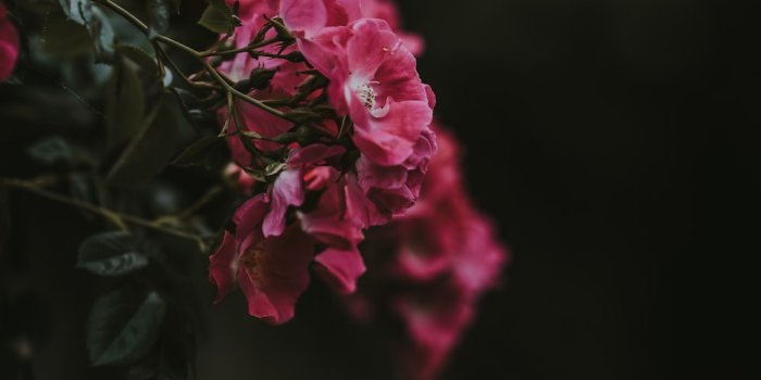 1000x1499 30,000+ Dark Pink Pictures | Download Free Images on Unsplash
