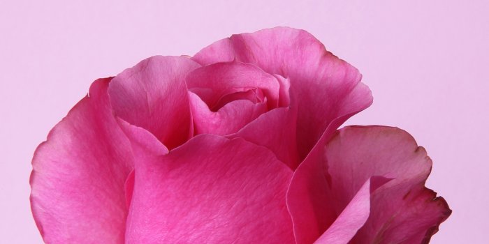 2048x2048 Dark Pink Rose Ultra HD Desktop Background Wallpaper for 4K UHD TV :  Widescreen & UltraWide Desktop & Laptop : Multi Display, Dual Monitor :  Tablet : Smartphone