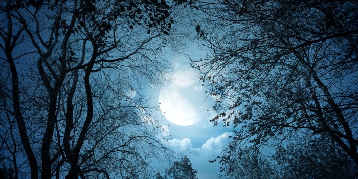 3840x2400 Desktop Wallpapers Nature Sky Moon Night Branches 3840x2400