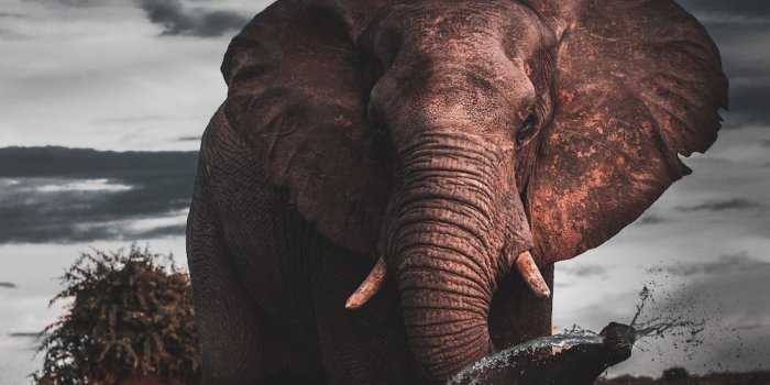 1000x1250 100+ Elephants Pictures | Download Free Images on Unsplash
