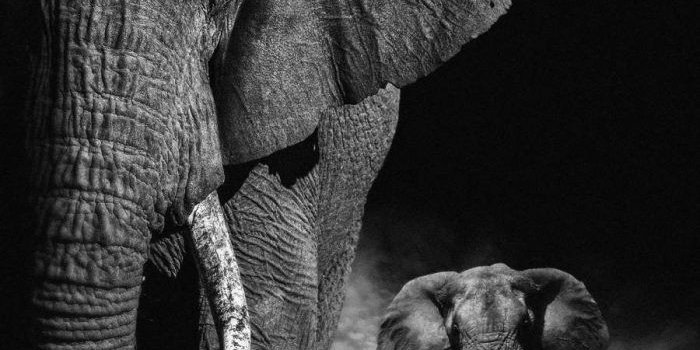 700x1244 iPhone Wallpapers - Page 3 of 908 - Wallpapers for iPhone 12, iPhone 11 and  iPhone X : iPhone Wal… | Elephant wallpaper, Elephant iphone wallpaper,  Elephants photos