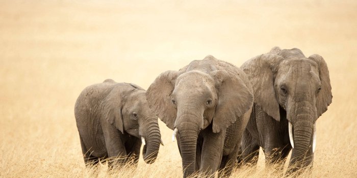 1920x1080 300+] Elephant Wallpapers | Wallpapers.com