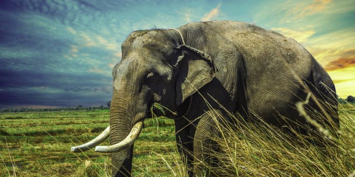 1920x1280 300+] Elephant Wallpapers | Wallpapers.com