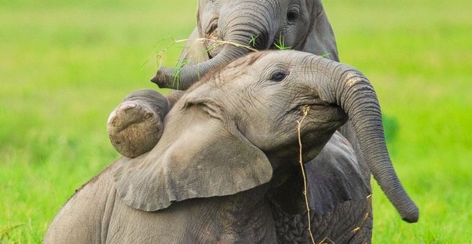 675x1200 Baby elephant Wallpaper Download | MobCup