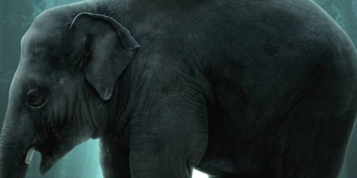 720x1280 Download ELEPHANT wallpaper by IK CREATIONS - 90 - Free on ZEDGE™ now.  Browse millions of popular 4k W… | Elephant wallpaper, Elephants photos,  Elephant photography