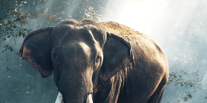 1080x1920 Photos Elephants Fog Forests animal 1080x1920