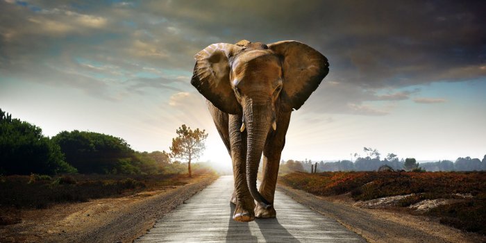 1920x1200 Elephant Wallpapers | Best Wallpapers
