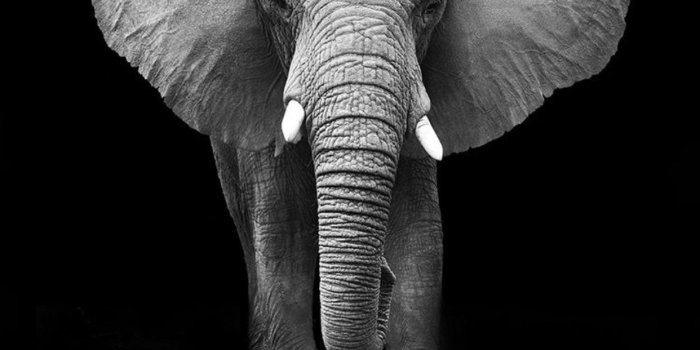 1242x2641 My current wallpaper. I love elephants! : r/iphonewallpapers