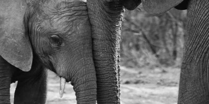 1000x1538 Elephant Pictures [HD] | Download Free Images & Stock Photos on Unsplash