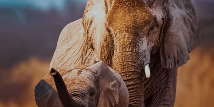 736x1442 Elephant wallpaper | Elephants photos, Animals wild, Wild animals  photography