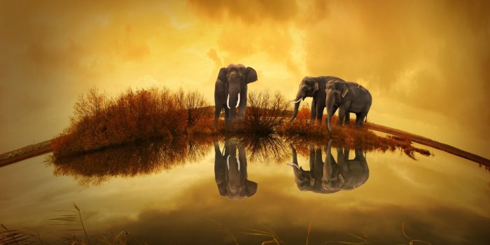 2639x1843 Elephants Photos, Download The BEST Free Elephants Stock Photos & HD Images