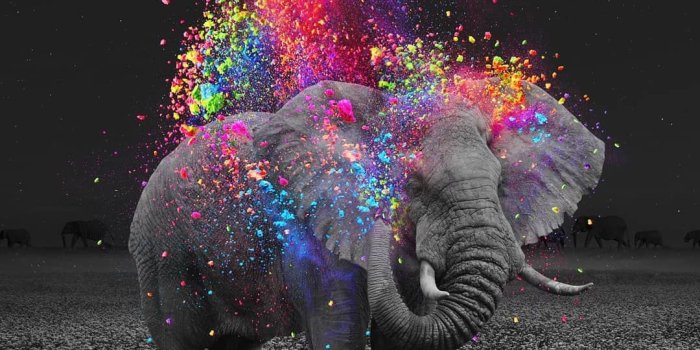 1080x1080 Cute Elephant Aesthetic Wallpapers