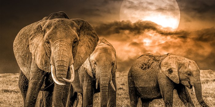 1280x853 Desktop Wallpapers elephant Moon Animals