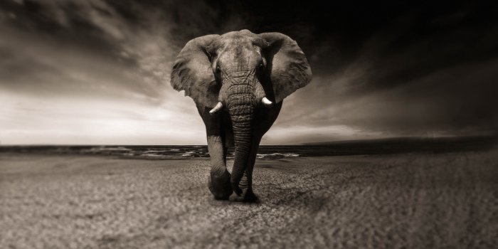 7680x4320 African Elephant Wallpaper 8K