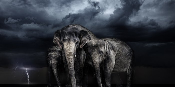 4378x2953 Elephant 4k PC Wallpapers