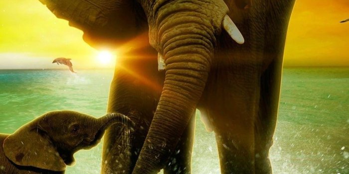 1080x1920 Elephant Playing In Water Wallpaper Download | MobCup