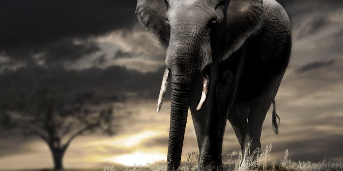 3840x2688 3840x2688 elephant 4k wallpaper for computer hd | Elephant wallpaper,  Elephant, Elephant images hd