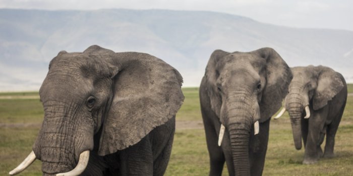 1000x1500 100+ Elephants Pictures | Download Free Images on Unsplash