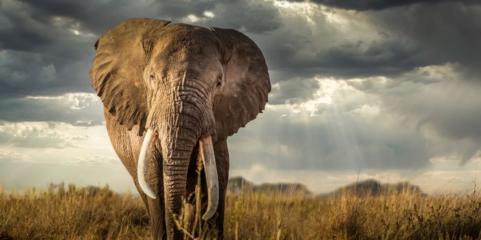 5101x3401 Animal African bush elephant 4k Ultra HD Wallpaper