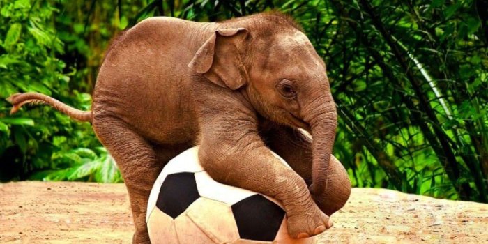 1600x1200 100+] Cute Elephant Wallpapers | Wallpapers.com