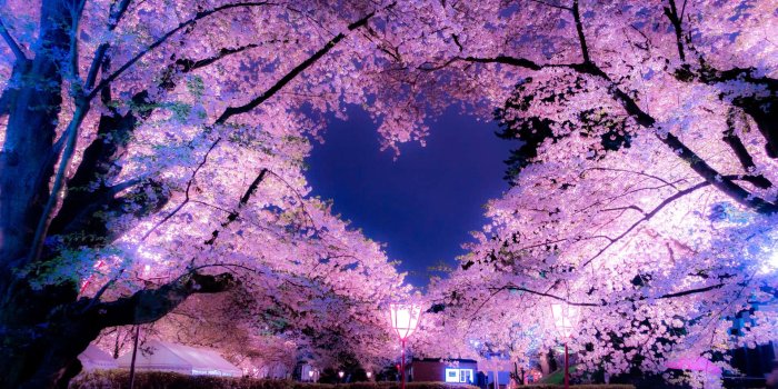 1920x1280 100+] Night Cherry Blossom Wallpapers | Wallpapers.com