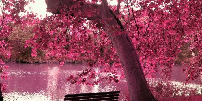 1440x900 100+] Sakura Tree Backgrounds | Wallpapers.com