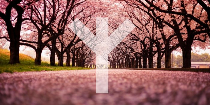 4096x2302 Sakura trees ᛉ [4096x2302] : r/wallpapers