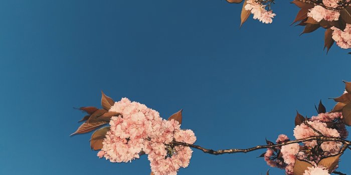 3024x4032 Sakura Tree Photos, Download The BEST Free Sakura Tree Stock Photos & HD  Images