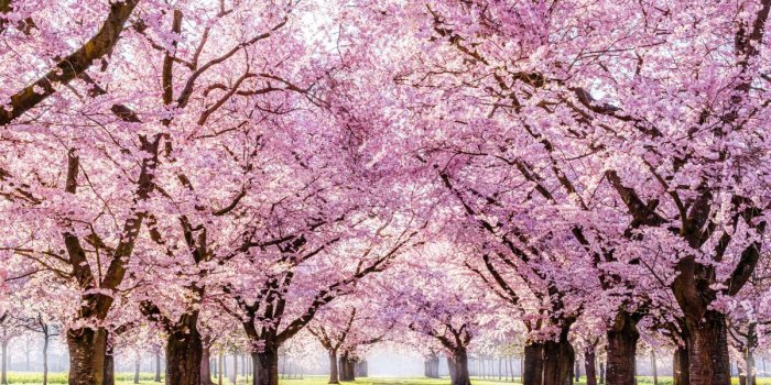 1200x800 Blooming Cherry Sakura Trees Wallpaper for Home - Magic Decor ®