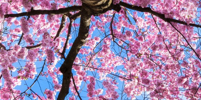 1080x1920 April, Pink Sakura, Tree, Nature Photography Ultra HD Desktop Background  Wallpaper for 4K UHD TV : Widescreen & UltraWide Desktop & Laptop : Tablet  : Smartphone