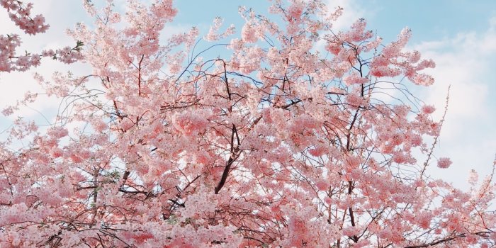 1000x1333 Sakura tree during daytime photo – Free Berlin Image on Unsplash