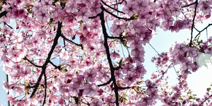 3662x5493 Cherry Blossom Wallpaper Photos, Download The BEST Free Cherry Blossom  Wallpaper Stock Photos & HD Images