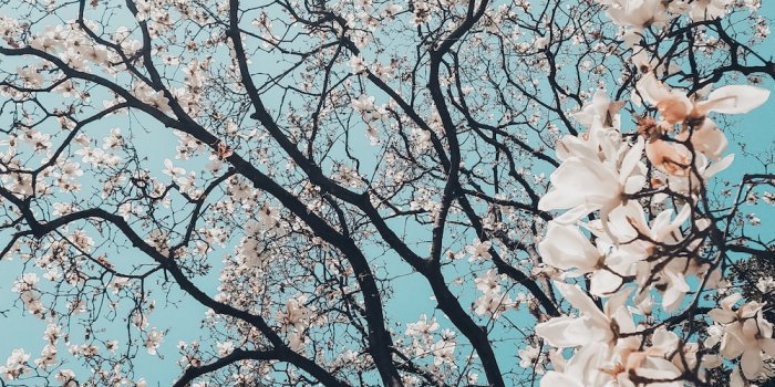 1000x1250 Sakura tree in bloom photo – Free Plant Image on Unsplash