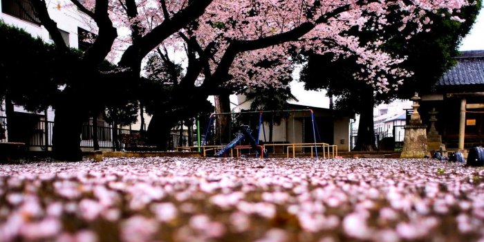 1244x700 Sakura tree Spring Japan wallpaper | 1920x1080 | 624505 | WallpaperUP