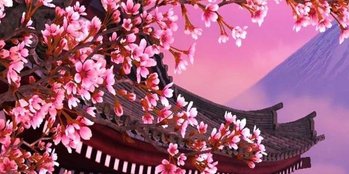 1080x1920 Cherry Blossom Wallpaper | WhatsPaper