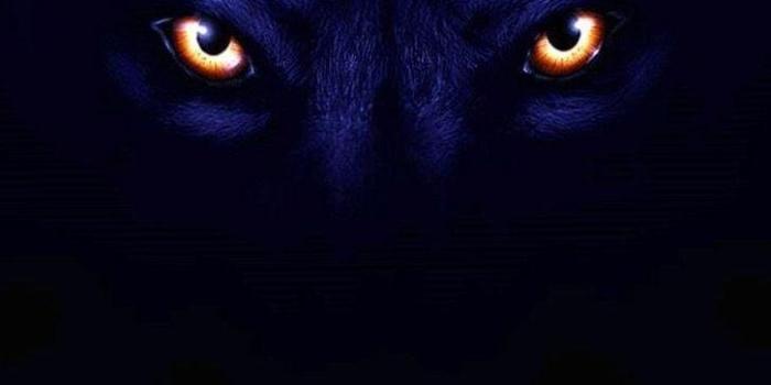 726x1360 Dark alpha wolf Wallpapers Download | MobCup