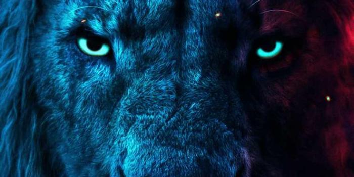 736x1308 Alpha Lion IPhone Wallpaper - IPhone Wallpapers : iPhone Wallpapers | Lion  wallpaper, Lion live wallpaper, Iphone wallpaper images