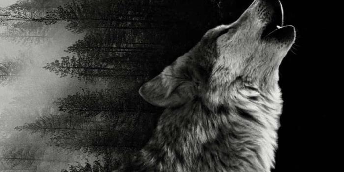 887x1920 Download Alpha Wolf asserting its dominance Wallpaper | Wallpapers.com