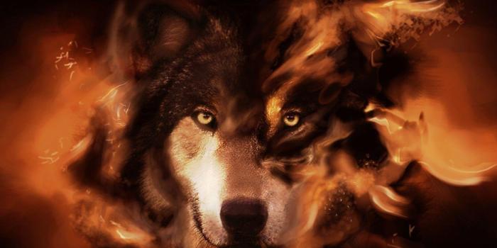 1920x1080 Alpha Wolf Backgrounds