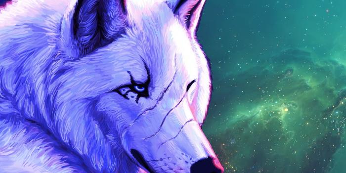 1920x1080 White alpha wolf wallpaper - Digital Art wallpapers - #41728