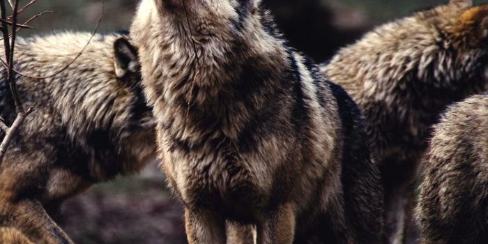 1080x1920 A pack of wolves, the alpha male prepared to howl