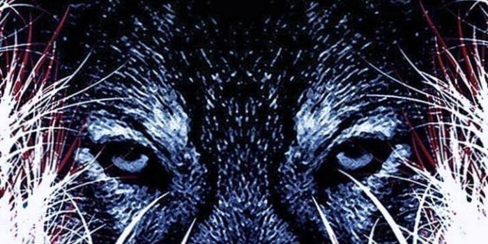 728x1201 Alpha Wolf iPhone Wallpapers - Wolf-wallpapers.pro | Abstract wolf, Wolf  wallpaper, Iphone wallpaper wolf