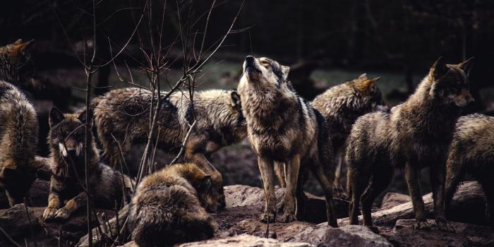 3000x2000 A pack of wolves, the alpha male prepared to howl