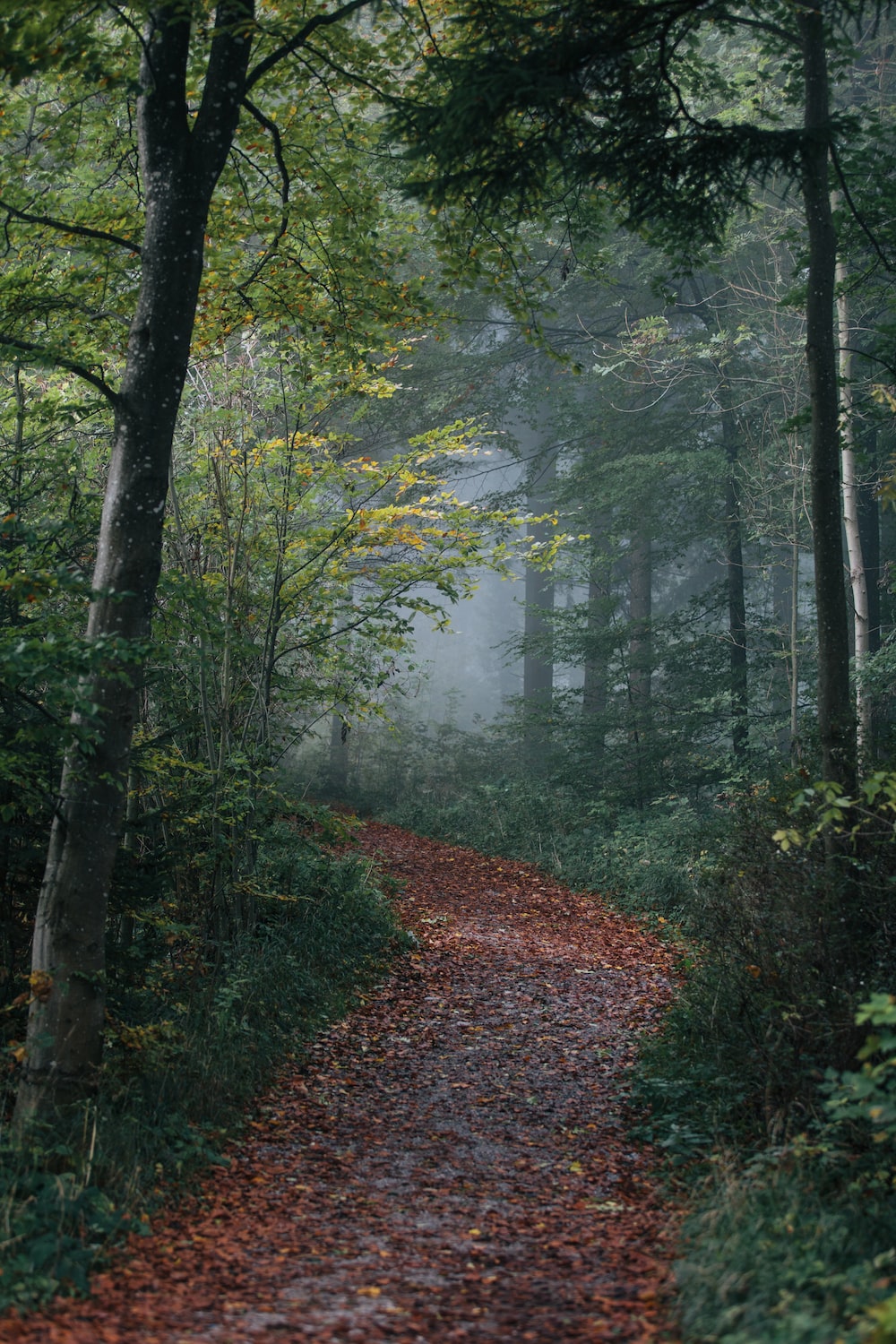 1000x1500 30k+ Forest Path Pictures | Download Free Images on Unsplash