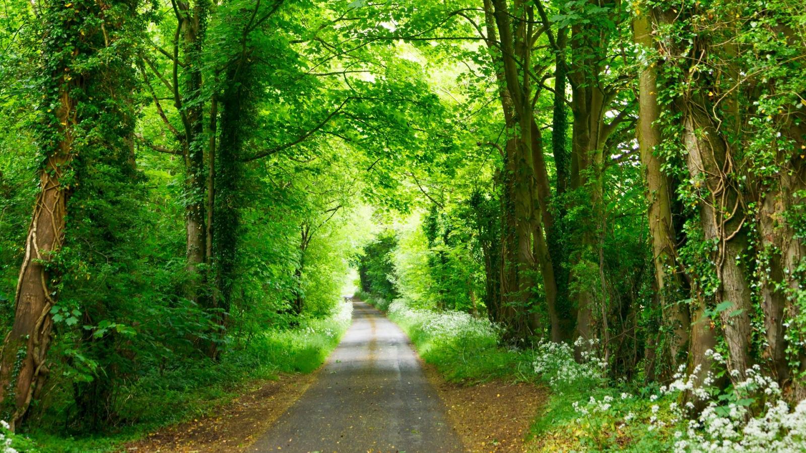 1920x1080 Forest, path, park, summer, green | picture, photo, desktop wallpaper.