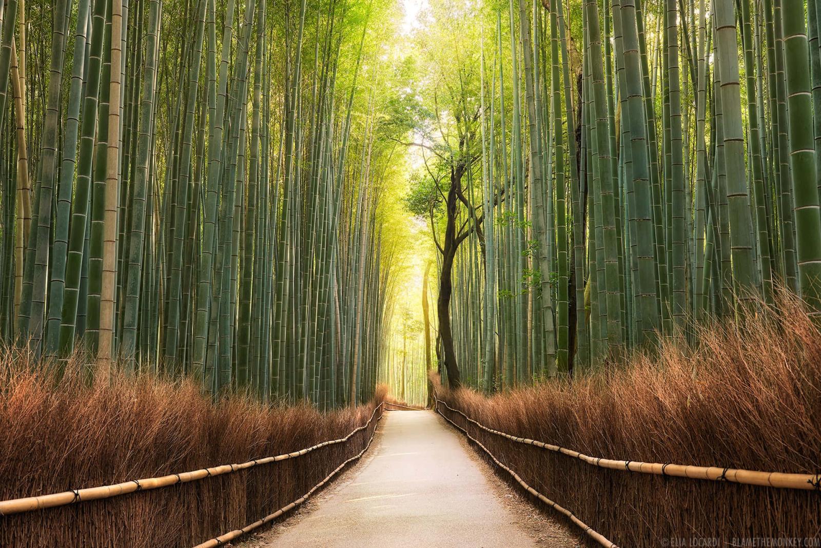 1920x1282 100+] Bamboo Forest Wallpapers | Wallpapers.com