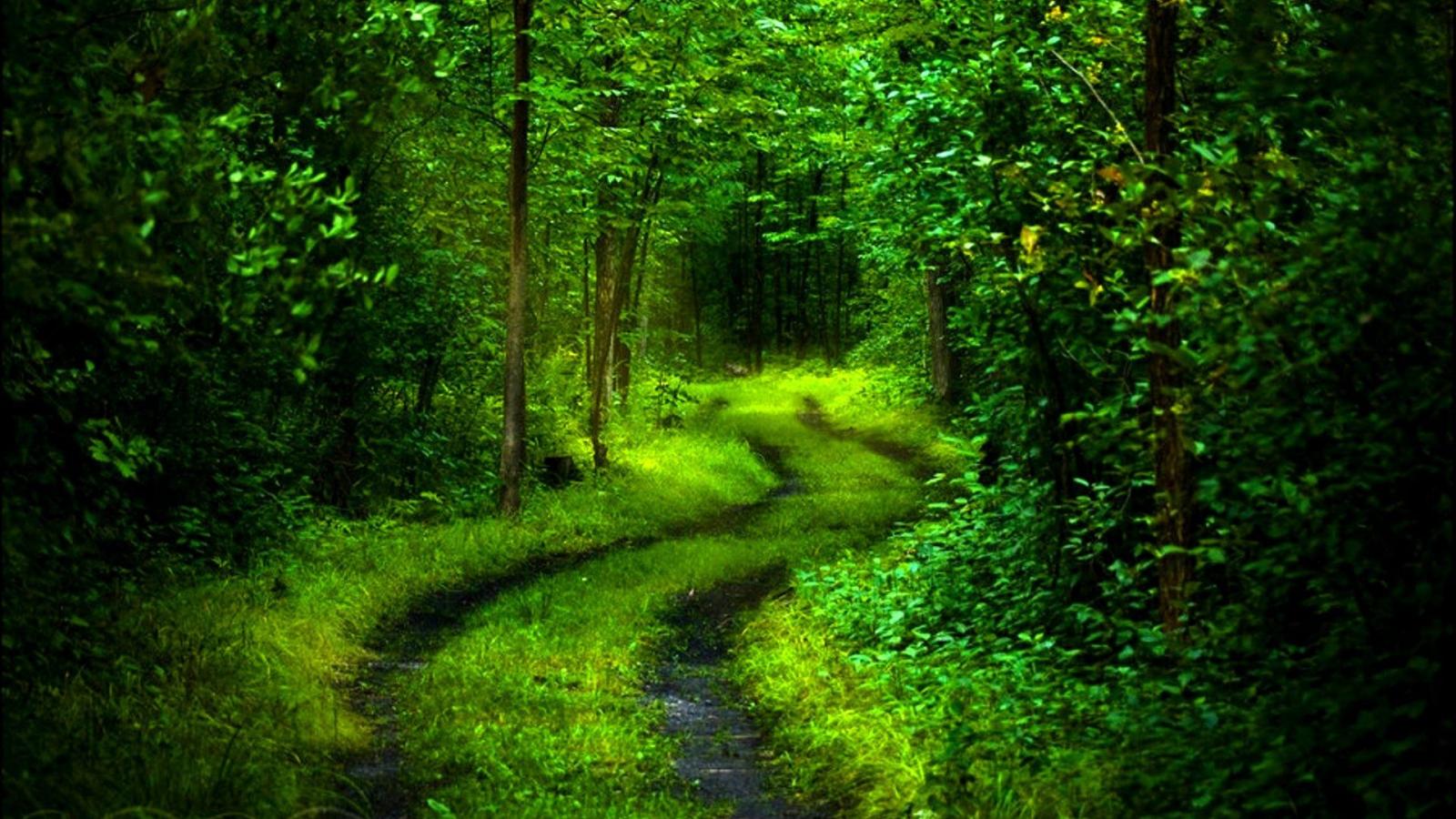1920x1080 Green Forest Deep Path HD 3D Wallpaper – ALTERNATIVE REALITY