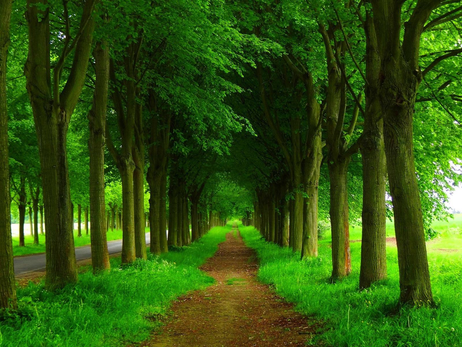 2048x1536 Dirt Path and Green Trees