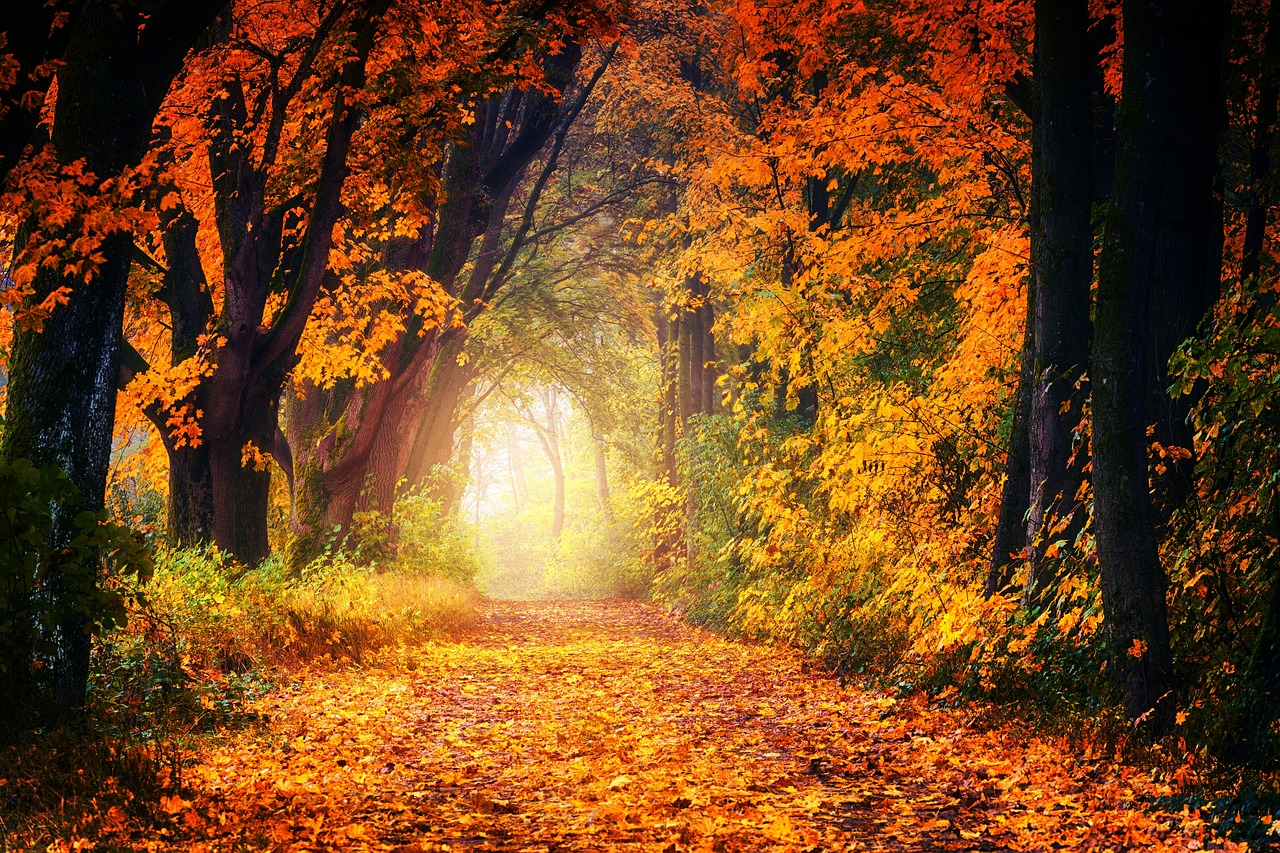 1280x853 Fall Avenue Path - Free photo on Pixabay - Pixabay